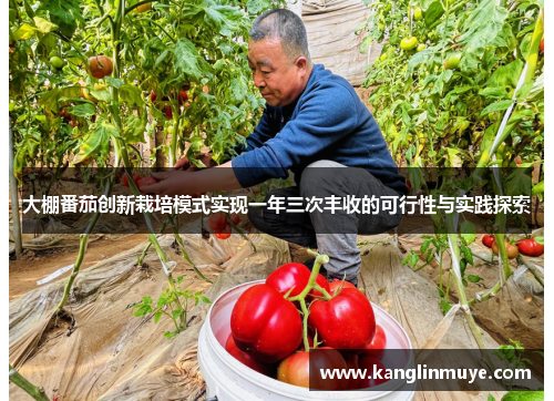 大棚番茄创新栽培模式实现一年三次丰收的可行性与实践探索